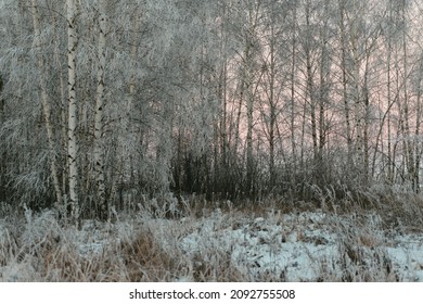 View Of The Forest Frosty Morning Outside The City After A Snowfall