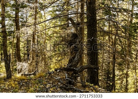 A view of a forest with a knotty tree trunk