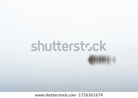 A view of the forest lake in a thick fog. Symmetry reflections on the water. Plants close-up. Misty autumn landscape. Dark fairytale. Finland