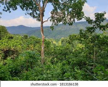 view of the forest from the mountain