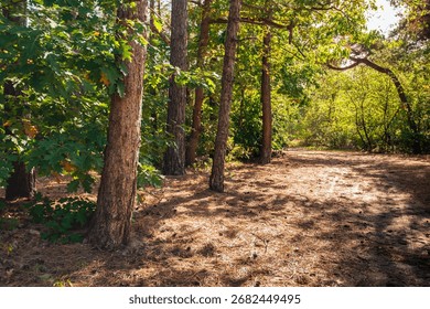 View of a forest path with sunlight and shadows on the forest floor strewn with pine needles. The photo was taken at the end of the summer season in the Dutch province of North Brabant.