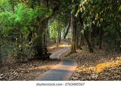 View of a forest path through a serene forest with sunlight filtering through the tall trees