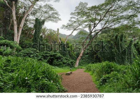 View of a forest path and wooden bench in the distance on the Manoa Falls Trail on the island of Oahu, Hawaii
