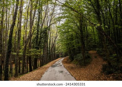 View of forest pathway. Scenery of autumn nature in Belgrade Forest, Turkey. - Powered by Shutterstock