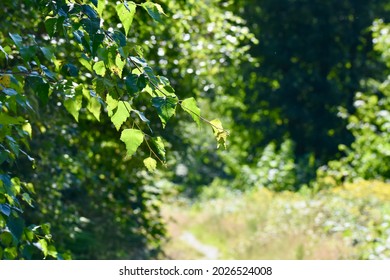 The View At The Forest Pathway In A Sunny Weather In August.