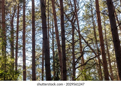 view of the forest with tall trees and sky in the background
