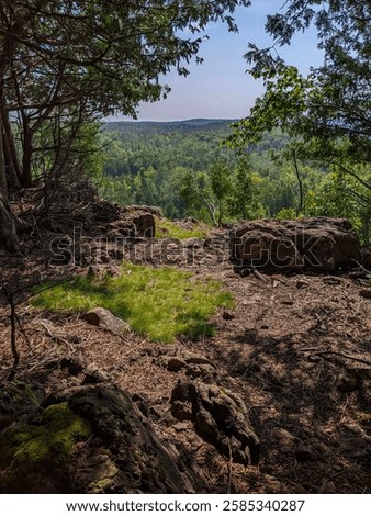 A view of forest through the cedar trees from the top of the Niagara Escarpment. A sunny day during the summer on the Bruce Trail