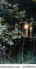 View of a forest through which the setting sun is shining
