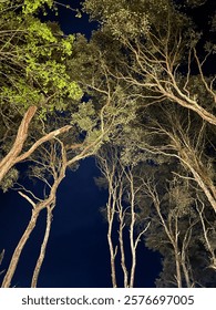 View of Forest Trees at night