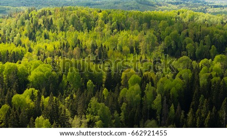 View of forrest of birch and green pine trees on a sunny summer day with a bright blue sky. Captured from above.