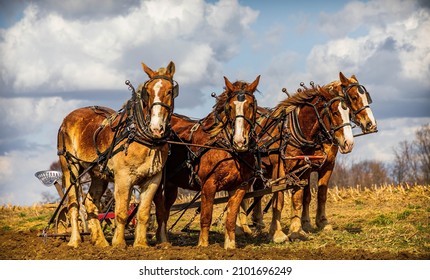 A View Of Four Aligned Horses On Grassland, Farming An Amish, Midwest Field Against A Cloudy Sky