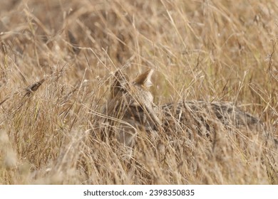 View of a fox hiding inside the grass