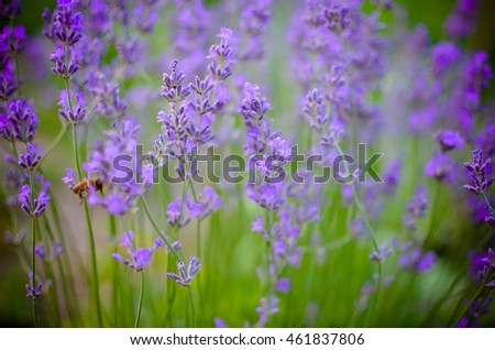 Similar – Lavender field in bloom