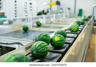 View of fresh ripe watermelons with green striped rind running on conveyor belt of sorting production line at fruit farm - Powered by Shutterstock