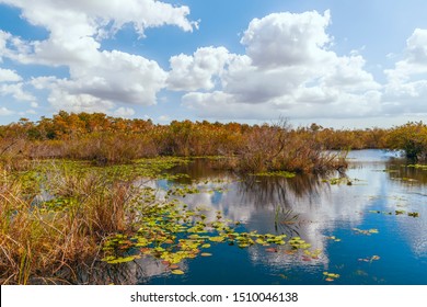 View of freshwater marsh from Anhinga Trail boardwalk in Everglades National Park.Florida.USA