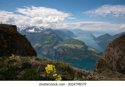view from Fronalpstock, Stoos in the Swiss alps with a yellow flower in the foreground