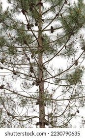 View of the front of a pine tree. Its branches, trunk, cones, leaves, pinnace are appreciated.