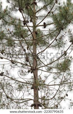 View of the front of a pine tree. Its branches, trunk, cones, leaves, pinnace are appreciated.