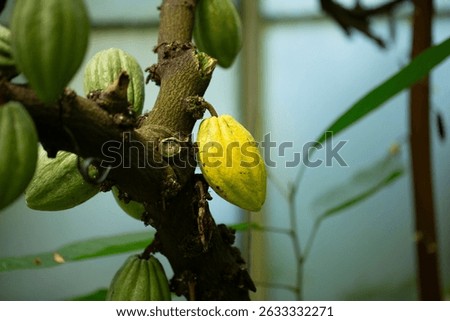 A view of the fruit of the cacao tree.