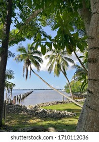 View From The Garden In The Edison And Ford Winter Estates  In Fort Myers FL