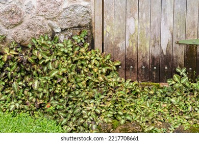 View Of A Garden Shed Door With Green Leaves On The Bottom