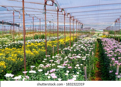 View of Gerbera cultivated flower beds and chrysanthemum flowers are being cultivated on a farm in Saraburi, Thailand  - Shutterstock ID 1832322319