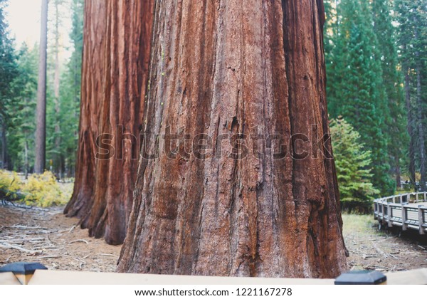 View Giant Redwood Sequoia Trees Mariposa Stock Photo Edit Now