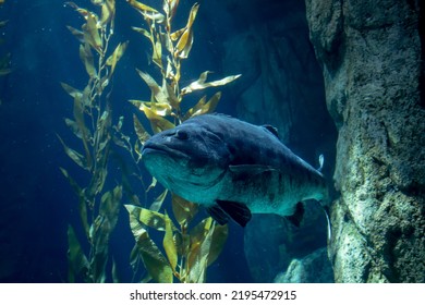 A View Of A Giant Sea Bass Swimming In An Aquarium Tank.