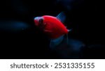 The view of Glofish that can glow in the dark is a genetically modified ornamental fish from Zebra Fish which is created from various species, namely Danio Rerio, Gymnocorymbus ternetzi and so on. 