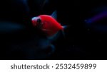 The view of Glofish that can glow in the dark is a genetically modified ornamental fish from Zebra Fish which is created from various species, namely Danio Rerio, Gymnocorymbus ternetzi and so on. 