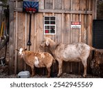 A view of goats standing near wooden cabin in Sanctuary of Hope