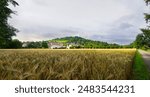 View of golden fields of rye near Riehen in Switzerland