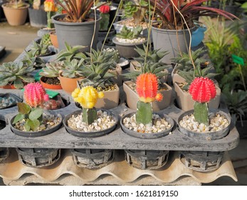 View Graft Moon Cactus Gymnocalycium Mihanovichii Stock Photo