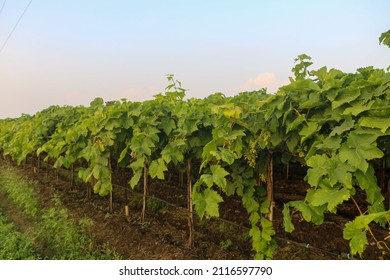 View Of Grape Plants From A Farm In Maharashtra India