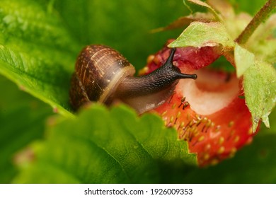 View of a grape snail devouring a strawberry harvest, on a large ripe bright red strawberry creeps and spoils the harvest, a bright colorful photograph with a selective depth of field, close-up