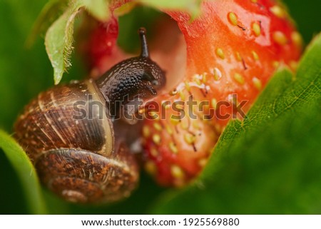 View of a grape snail devouring a strawberry harvest, on a large ripe bright red strawberry creeps and spoils the harvest, a bright colorful photograph with a selective depth of field, close-up