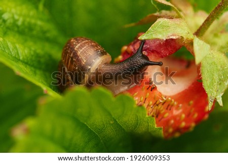 View of a grape snail devouring a strawberry harvest, on a large ripe bright red strawberry creeps and spoils the harvest, a bright colorful photograph with a selective depth of field, close-up