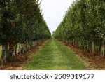 view and grass between two rows of apple trees in an apple orchard in Swietokrzyskie region in Poland