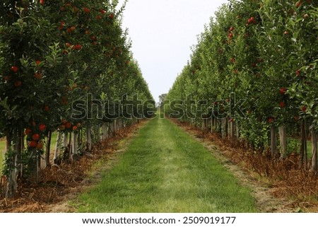 view and grass between two rows of apple trees in an apple orchard in Swietokrzyskie region in Poland