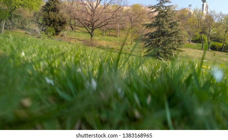 View of grass from ground level.