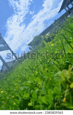 Similar – Foto Bild sommer vorm balkon Natur