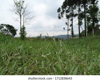 View of grass with trees