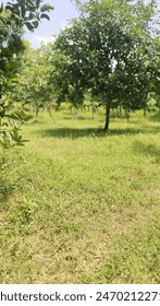view of grass and trees