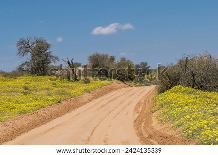 The view of gravel road through dunes with yellow blooming flowers in the Kgalagadi Transfrontier Park in South Africa.