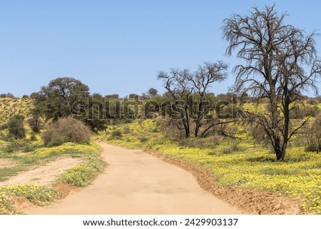 The view of gravel road through dunes with yellow blooming flowers in the Kgalagadi Transfrontier Park in South Africa.