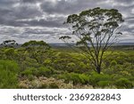 View of the Great Western Woodlands near Norseman, Western Australia. In the foreground a superb specimen of the Dundas Blackbutt (Eucalyptus dundasii). 
