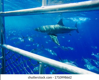 A View Of A Great White Shark From A Underwater Cage In South Australia.