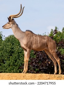 A View Of A Greater Kudu.