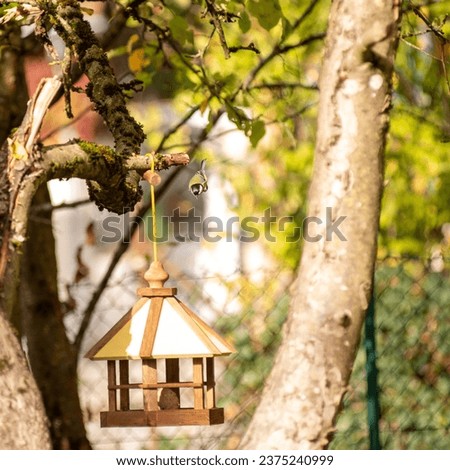 View of a greattit diving towards a bird feeder hanging from a tree in a garden