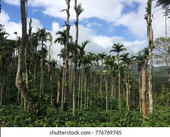 View Of Green Coffee Plantation And Trees Near Chikmaglur, India